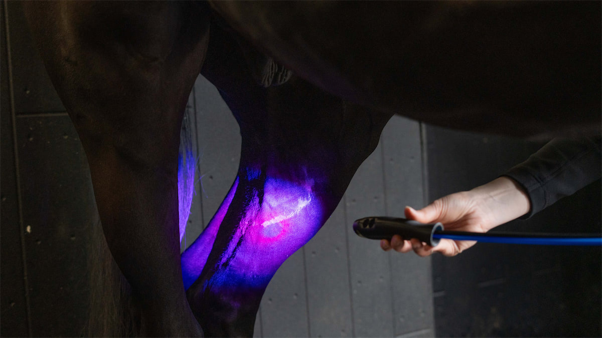 Lasertherapie op een paardenbeen