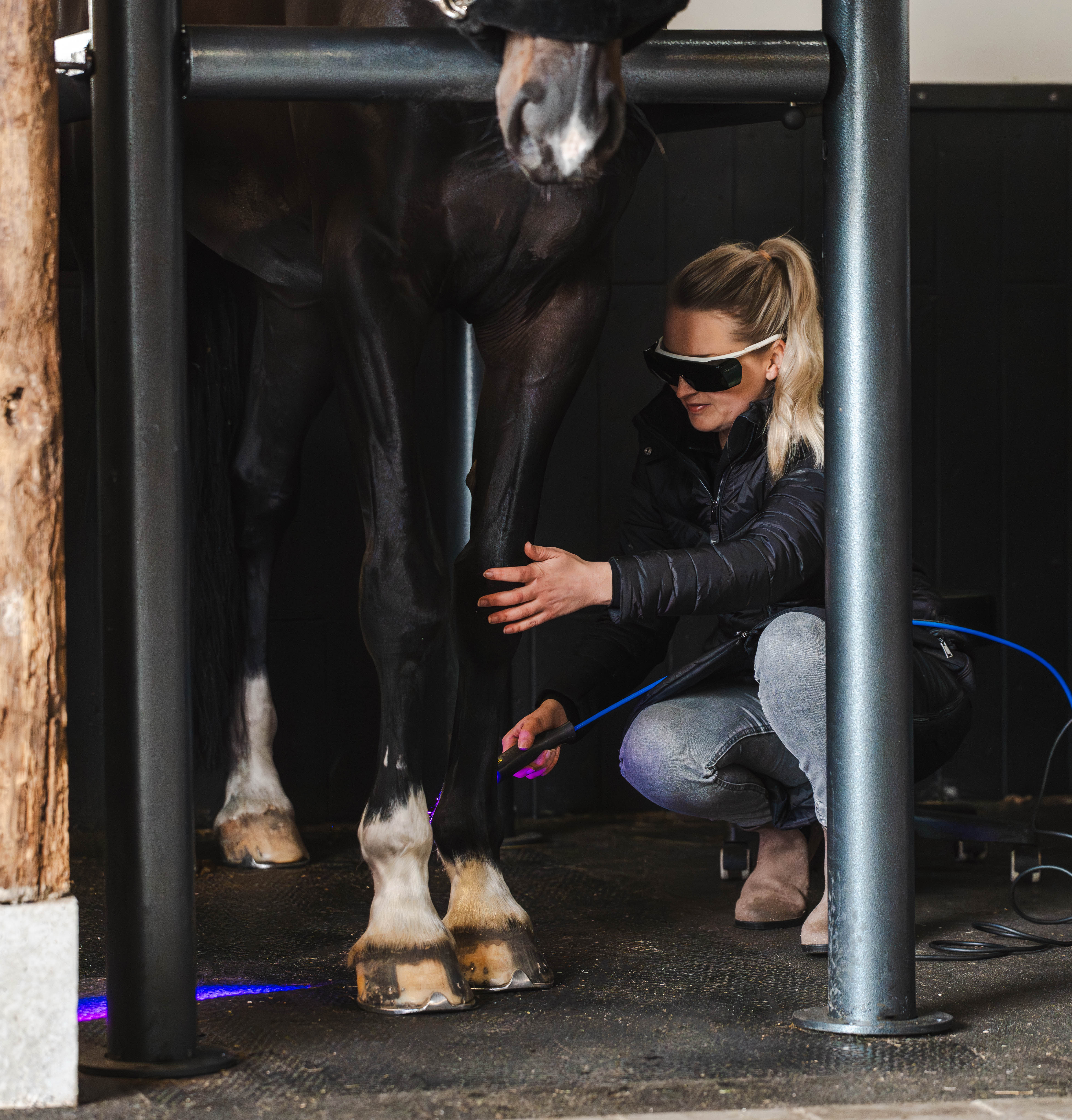 Lasertherapie voor paarden