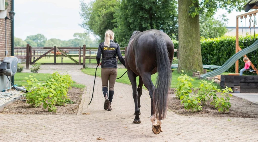 Paard wordt buiten aan de hand uitgestapt