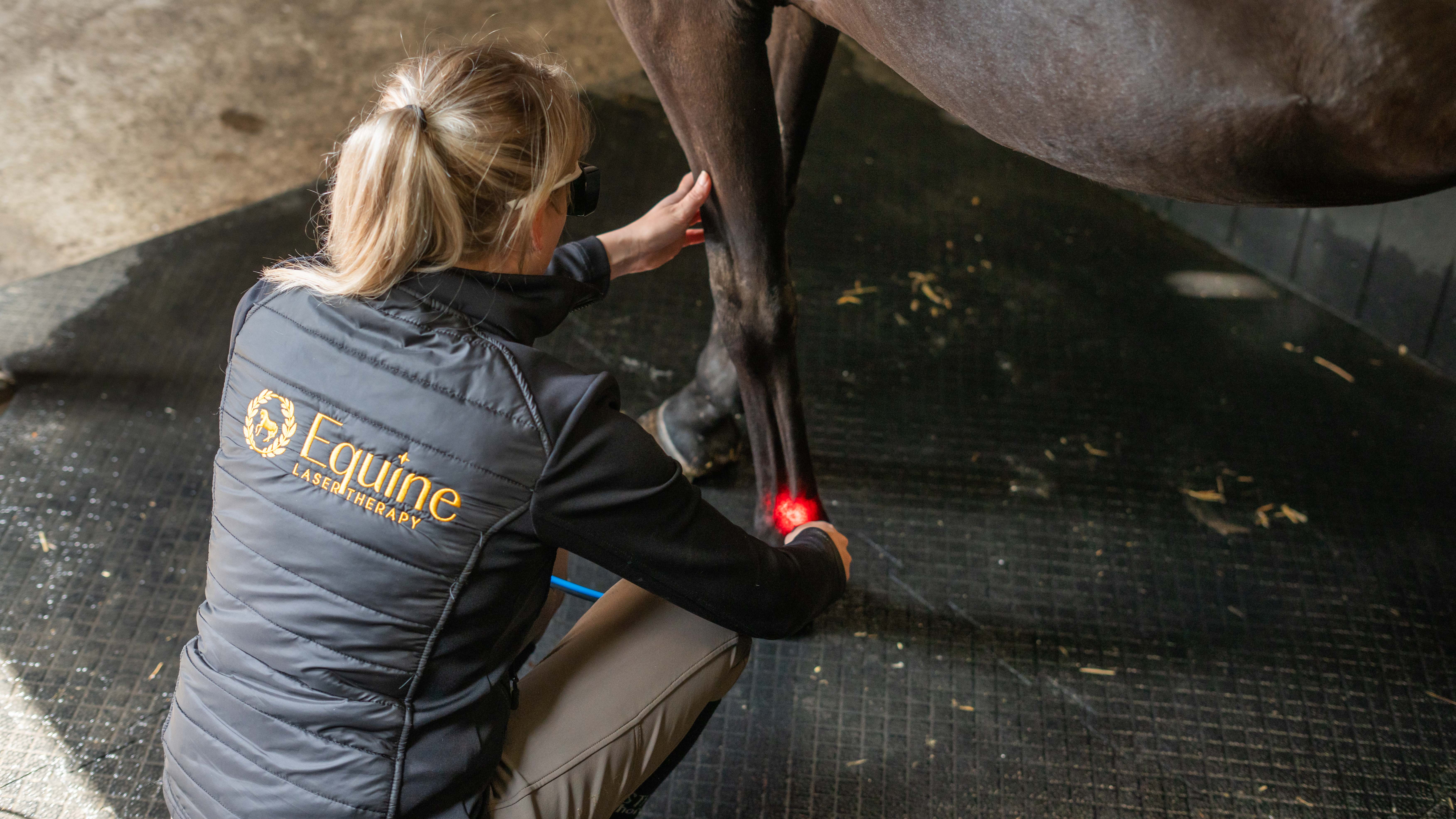 Lasertherapie bij een paard